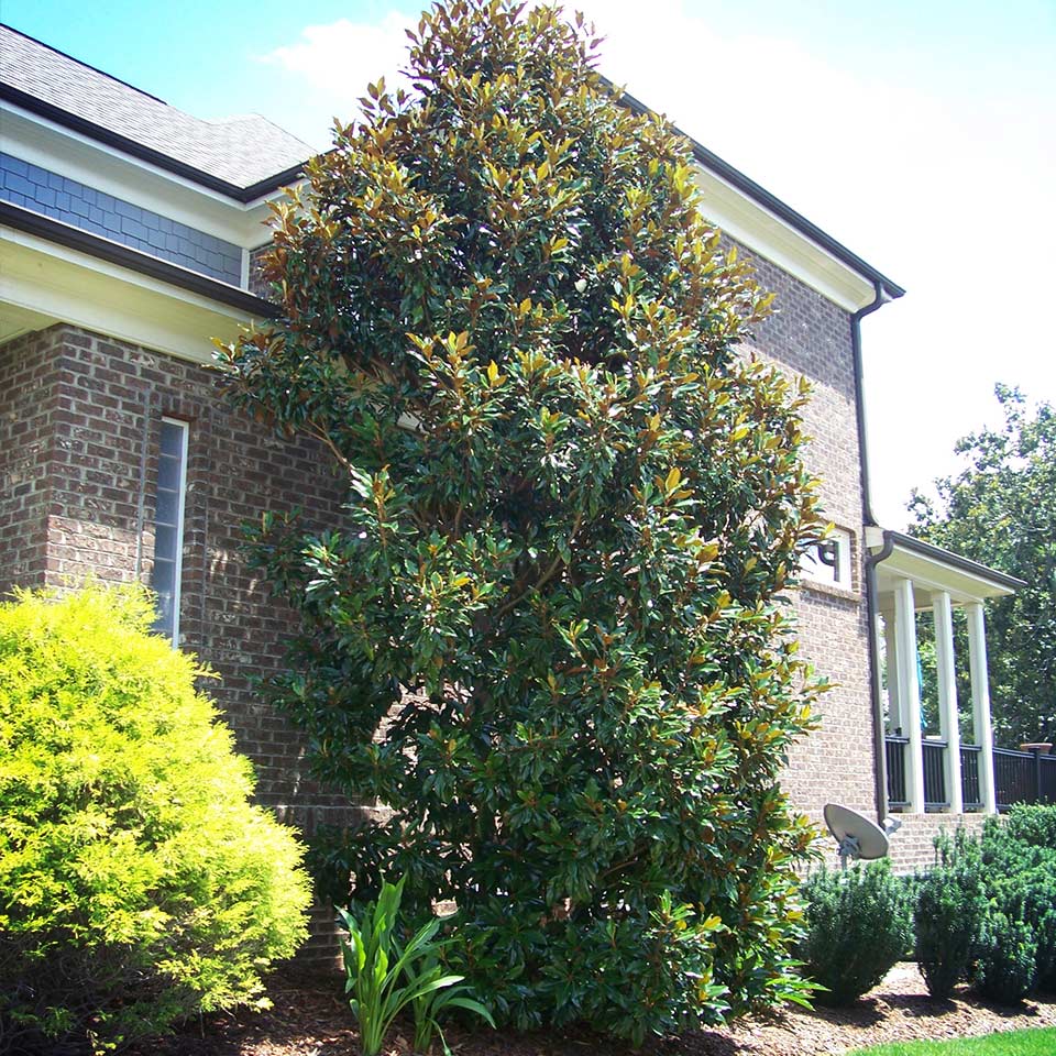 Tree and soil after improvement, healthy and vibrant