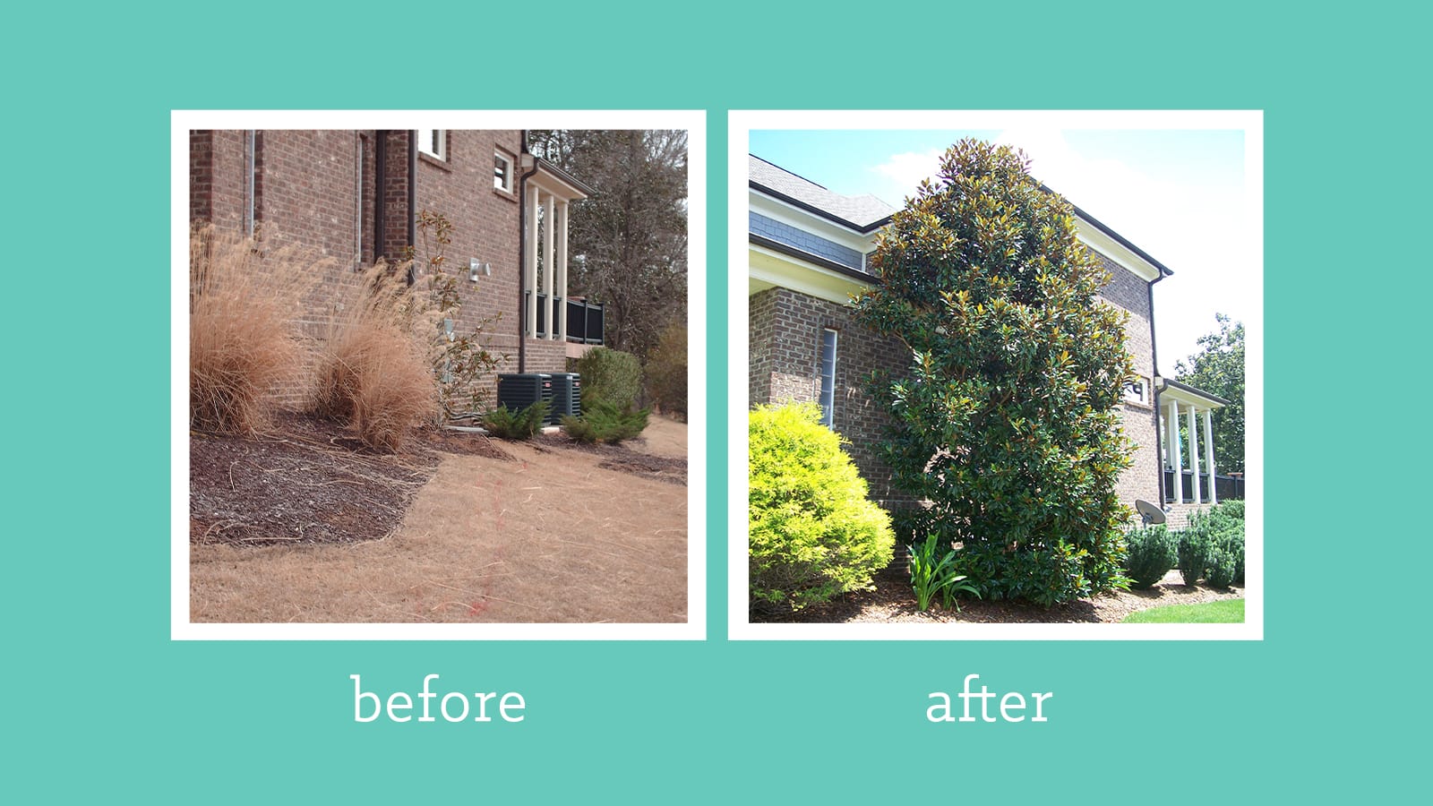 Tree transformed from sickly to healthy by soil improvement.