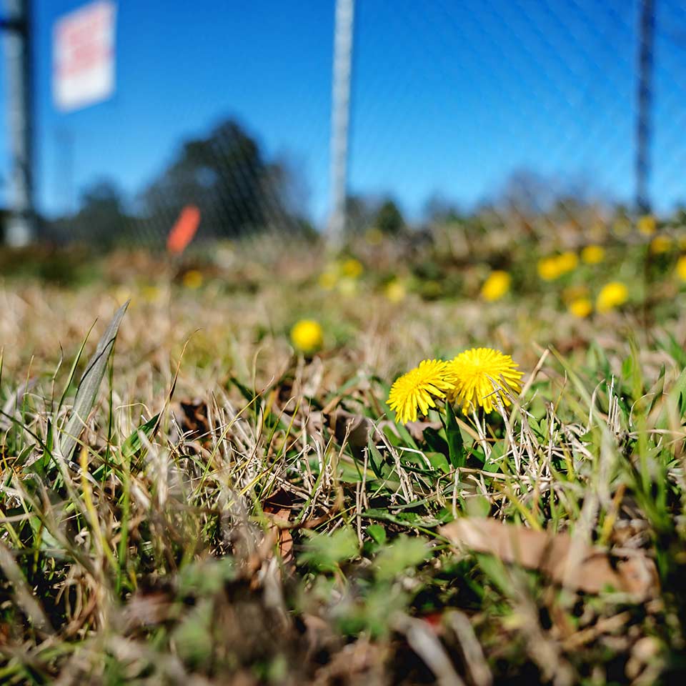 Weeds growing in soil, before treatment