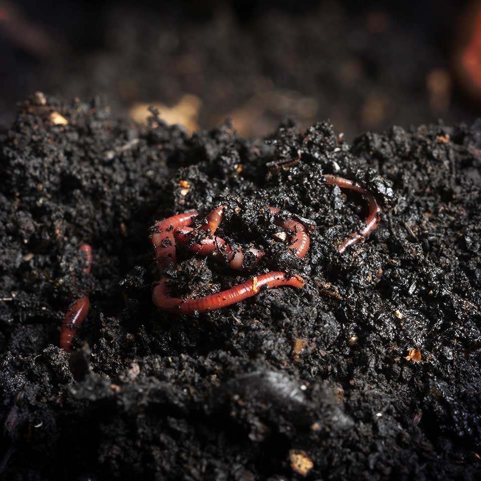 Soil with visible earthworms, healthy soil