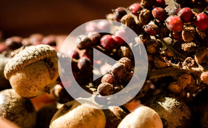 Native seeds, cones, berries collected for Project Pando.