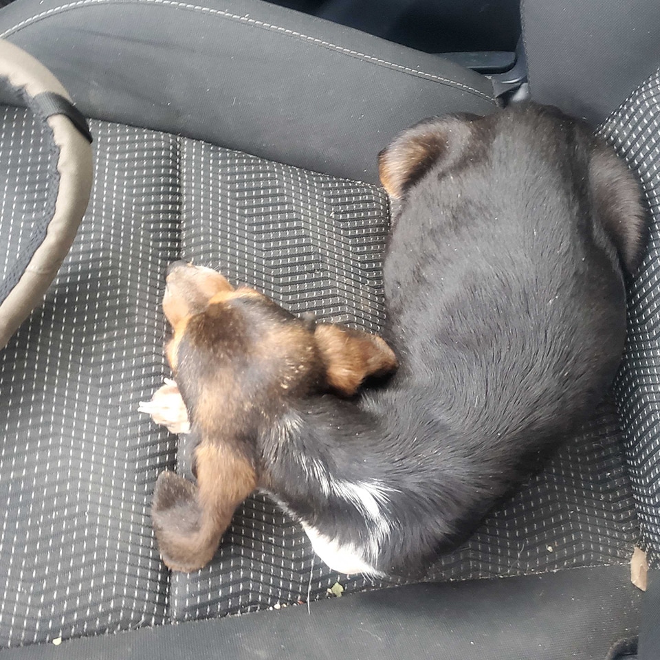 Drew found a stray in the middle of a busy road and brought her back to the shop. Junie, the beagle, was immediately taken in by a coworker, and she is now living her best life on Tom's couch.