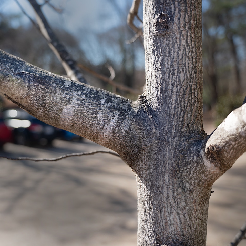 Tree branches marked for removal during structural pruning