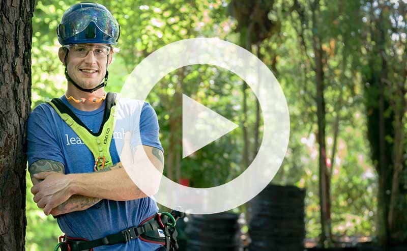 Arborist ready to prune trees for strong central trunk