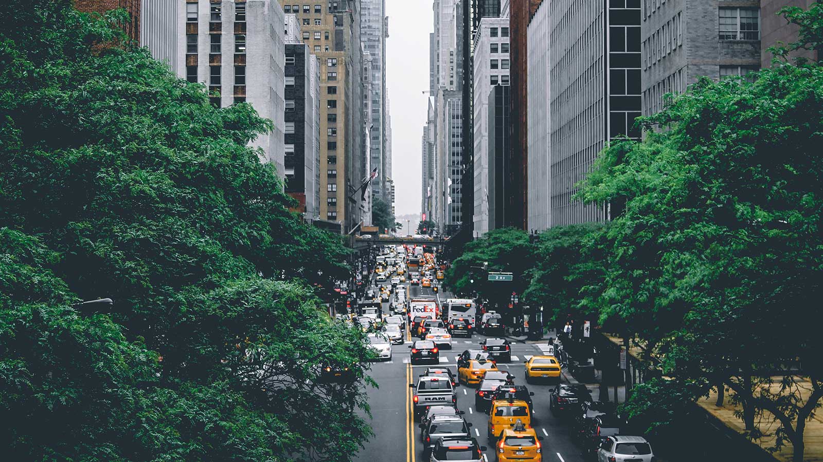 Lush green trees providing health benefits to an urban landscape