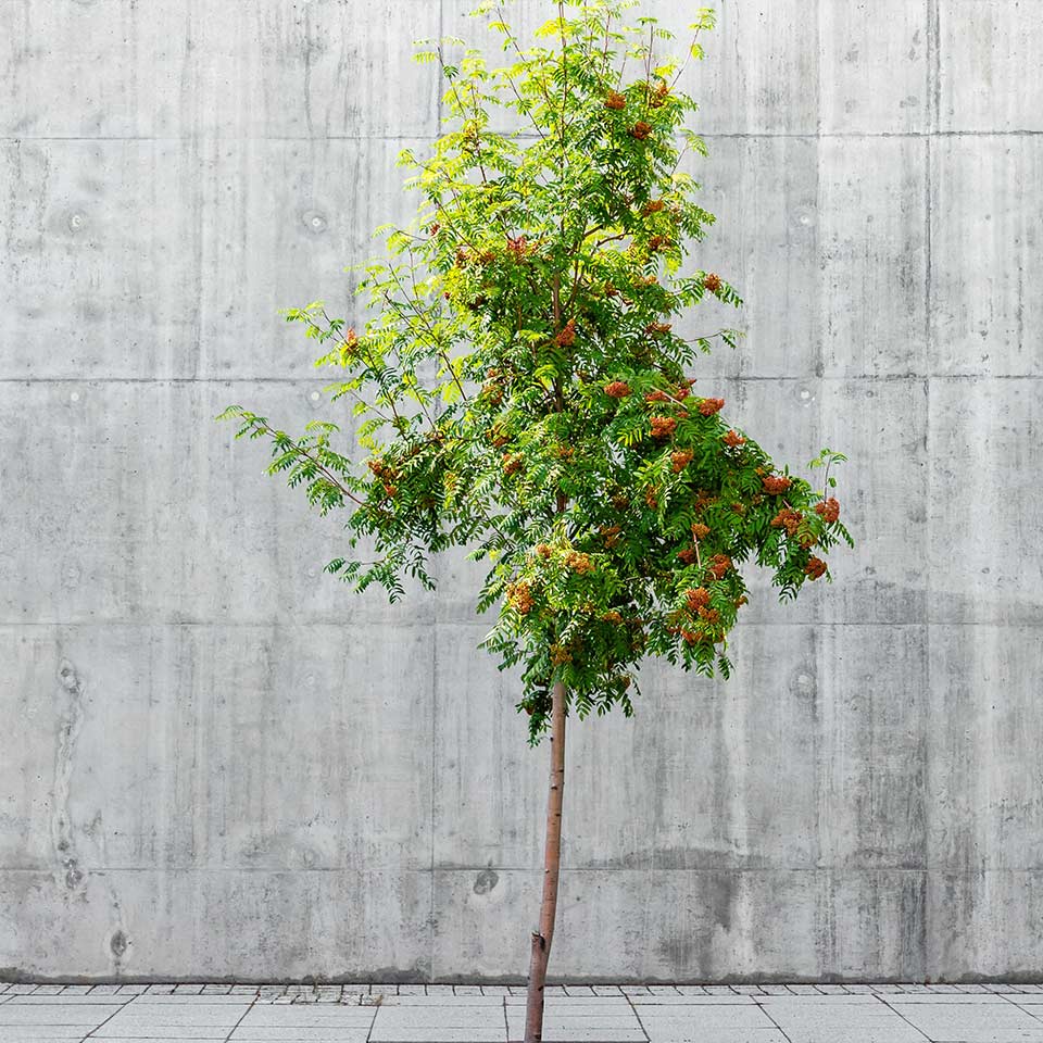 Public housing with trees, reducing violence