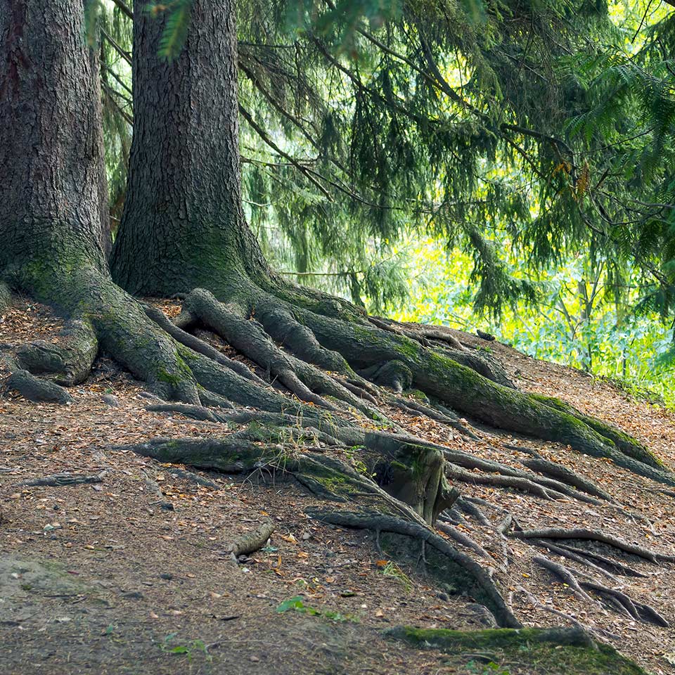 Tree roots exposed near swing, safety consideration