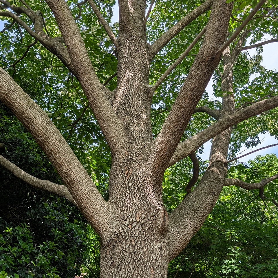 Tree trunk with strong flare, resilient to storms