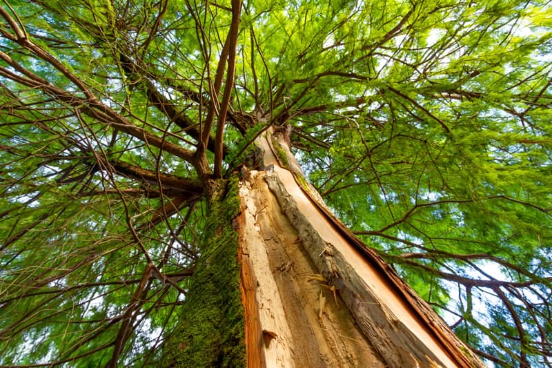 trunk of tree with bark stripped off from lightning strike
