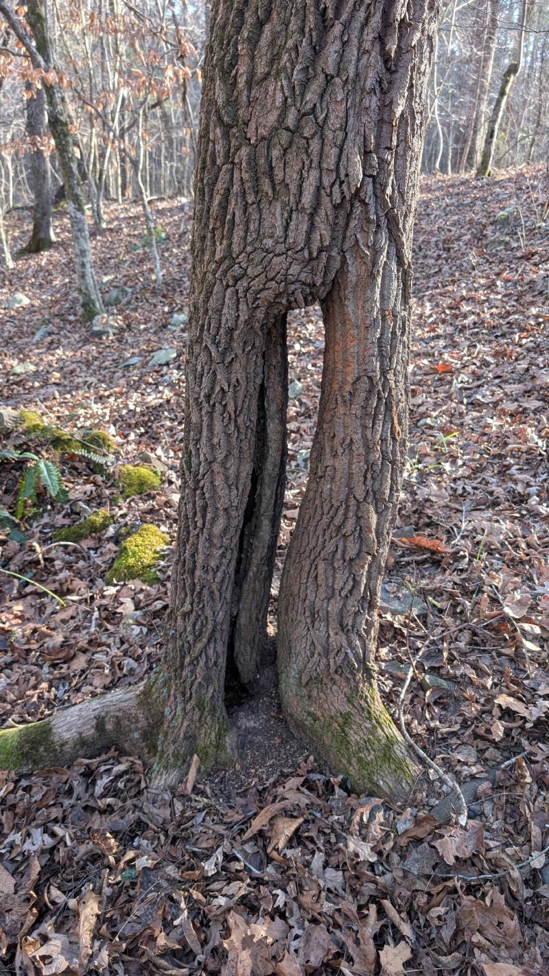 tree trunk with gap