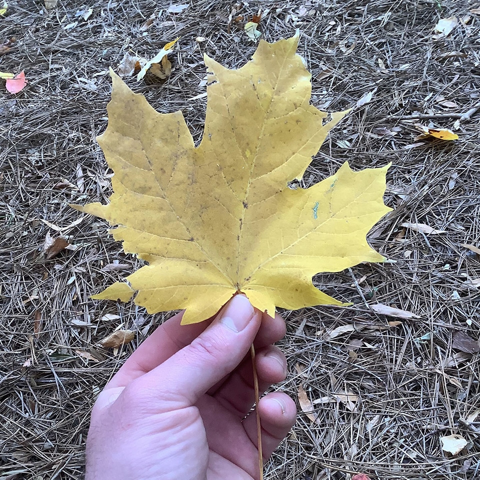 Yellow maple leaf