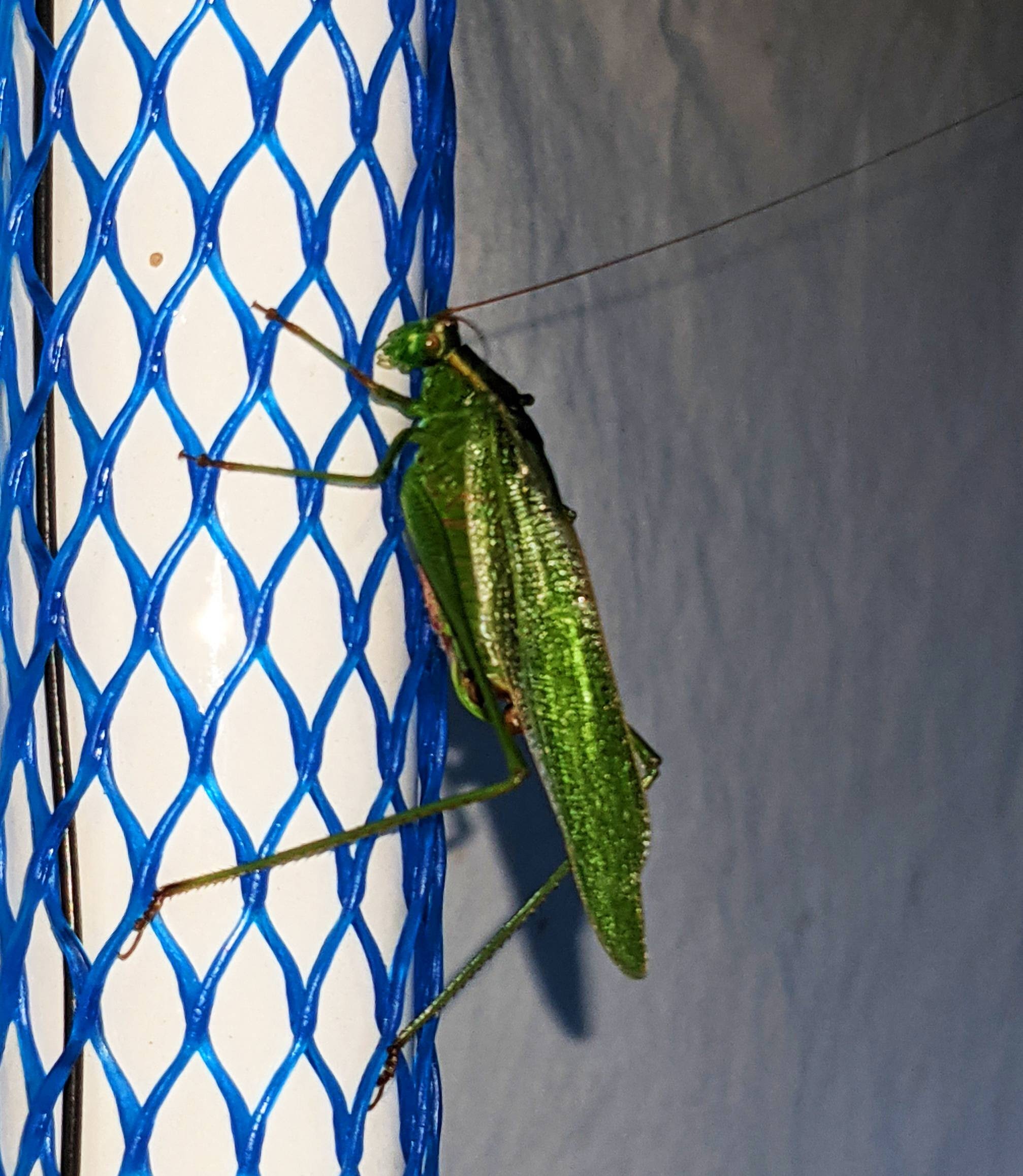 bush katydid