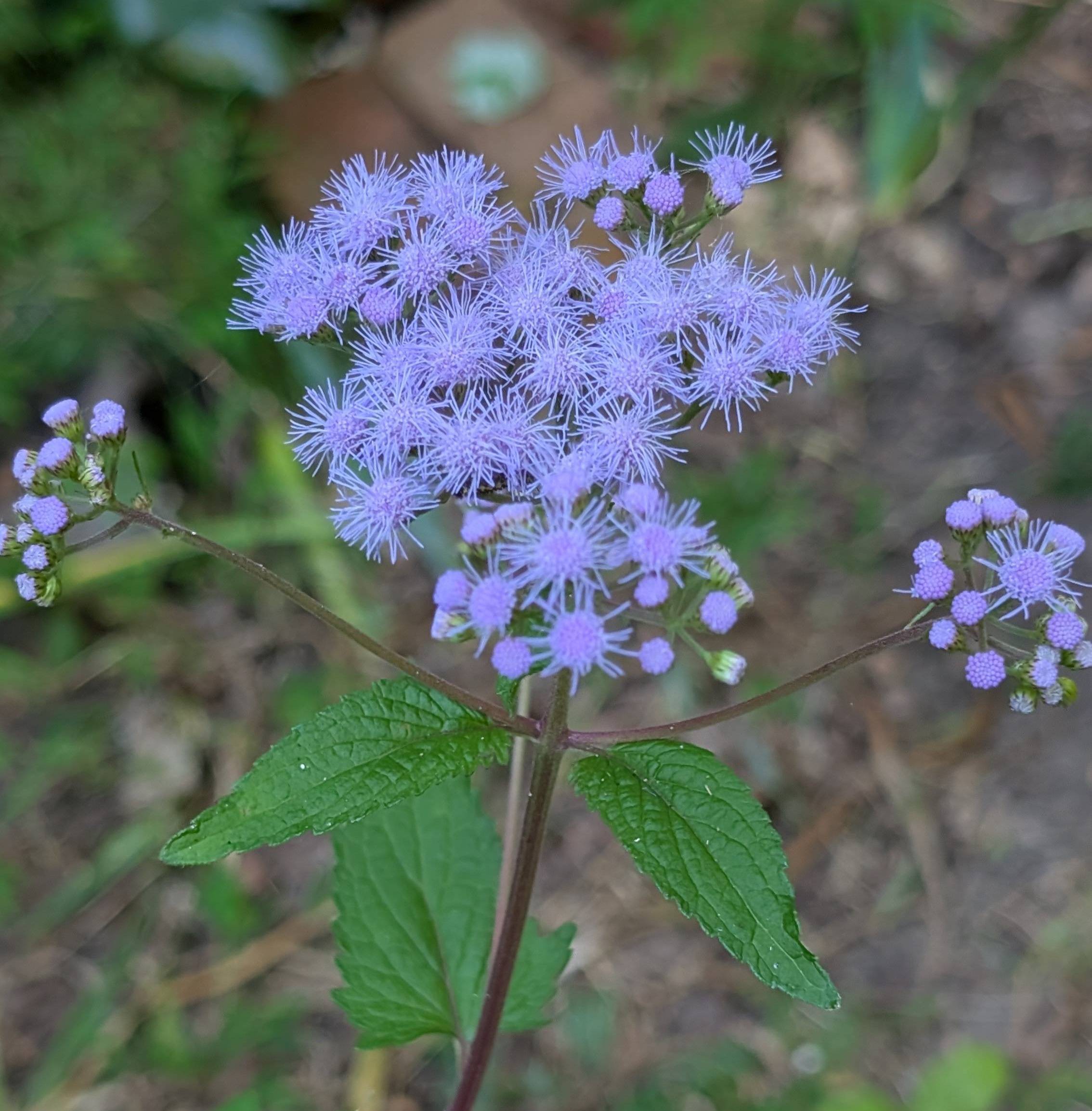 Blue mistflower