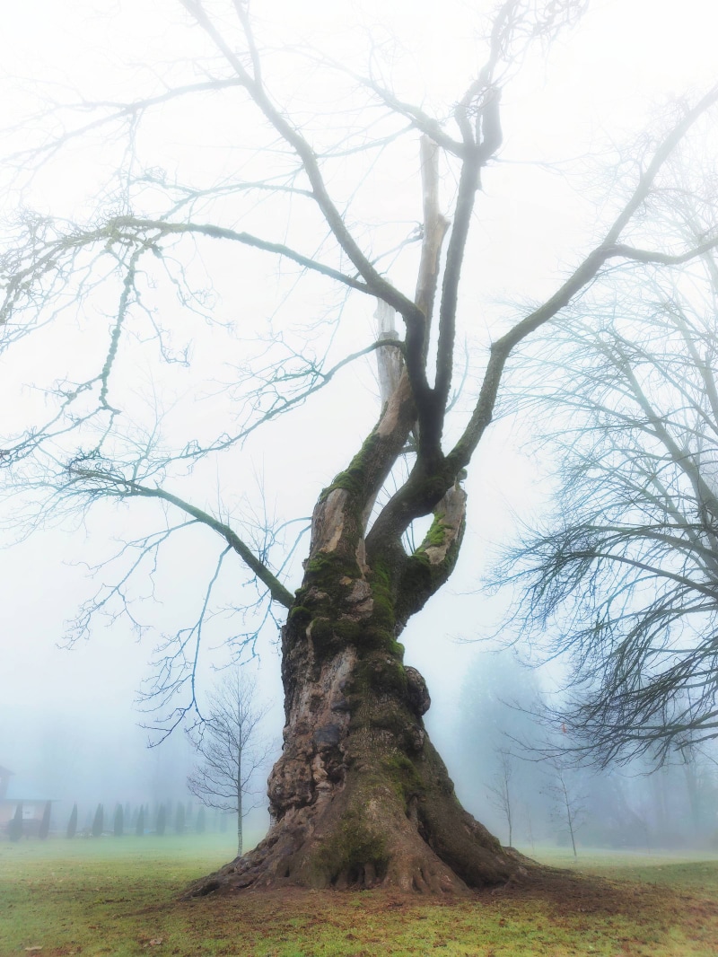 twisted tree in the fog
