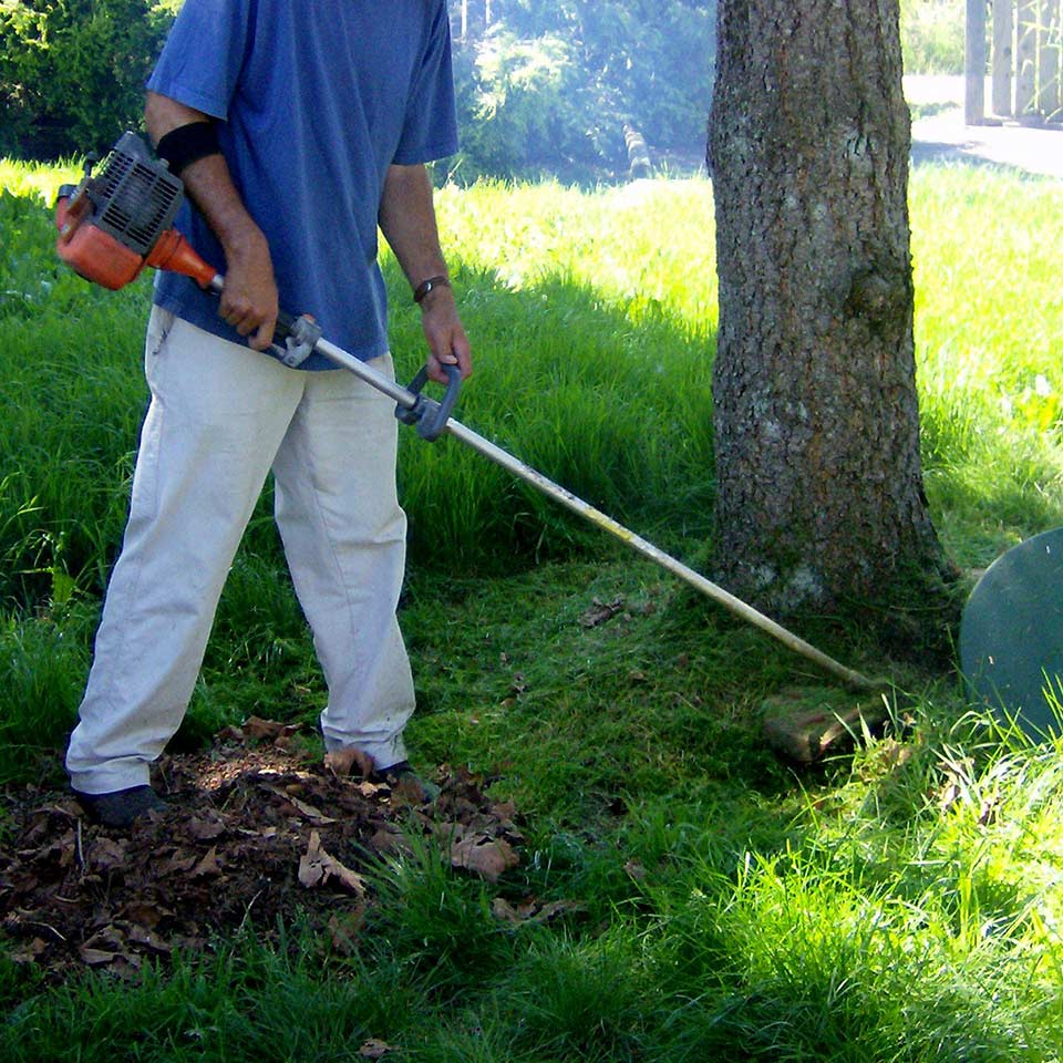 Tree trunk damaged by string trimmer