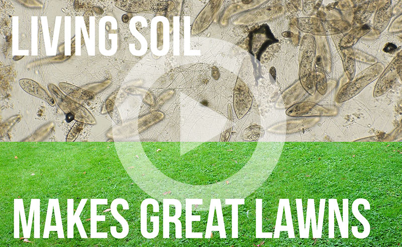 A lush green lawn nourished with compost tea.