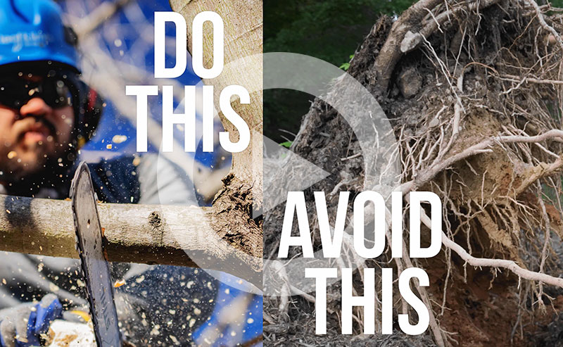 A video guide on preparing trees for hurricane season and storms.