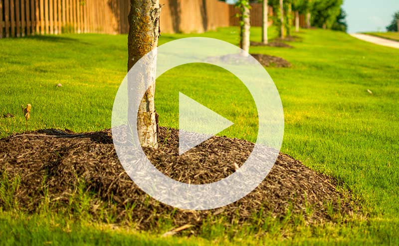 Mulch piled around tree trunks, showing a mulch volcano hazard.