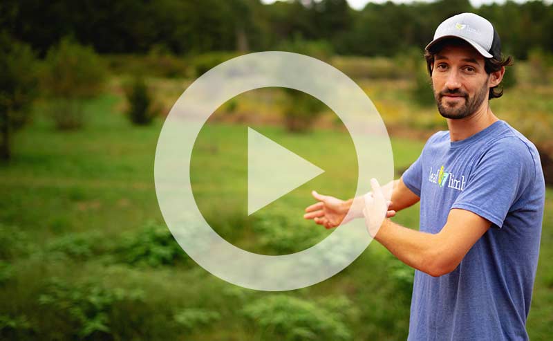 Project Pando nursery with trees, sheep, and water management.