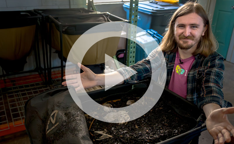 Red wiggler worms actively composting organic matter