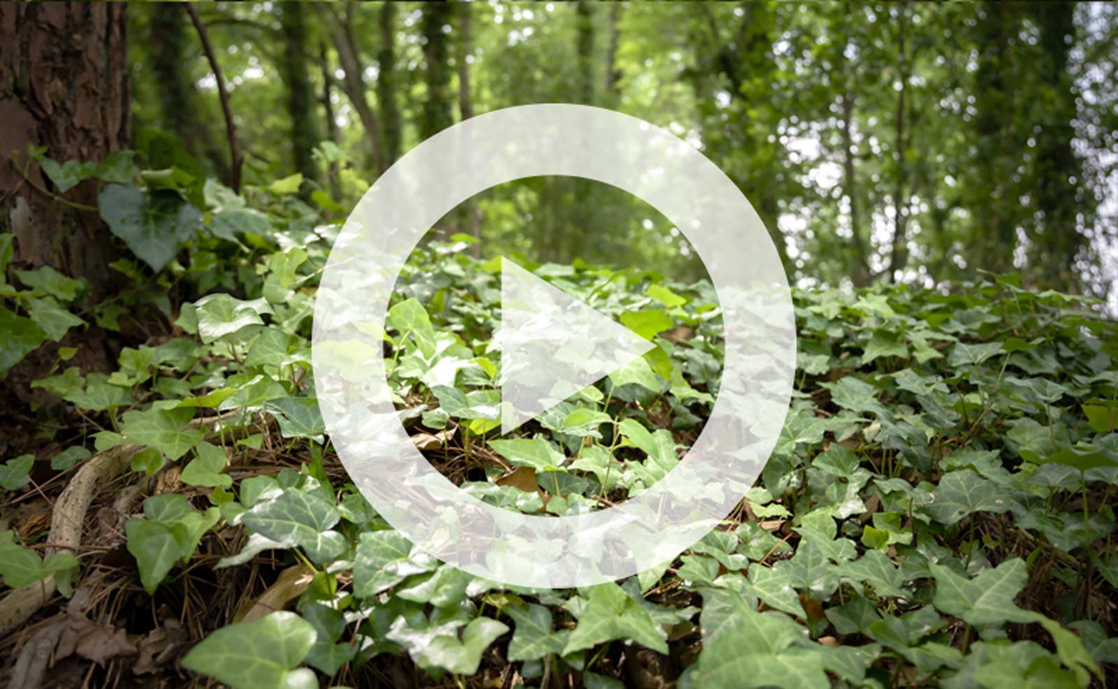 Video tutorial on managing invasive plants like English ivy and bamboo.