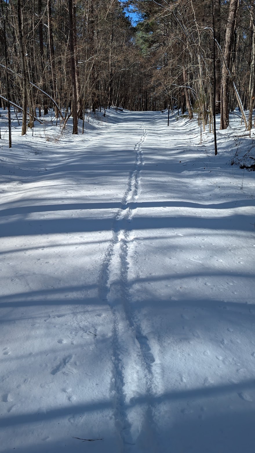 a walk in the woods