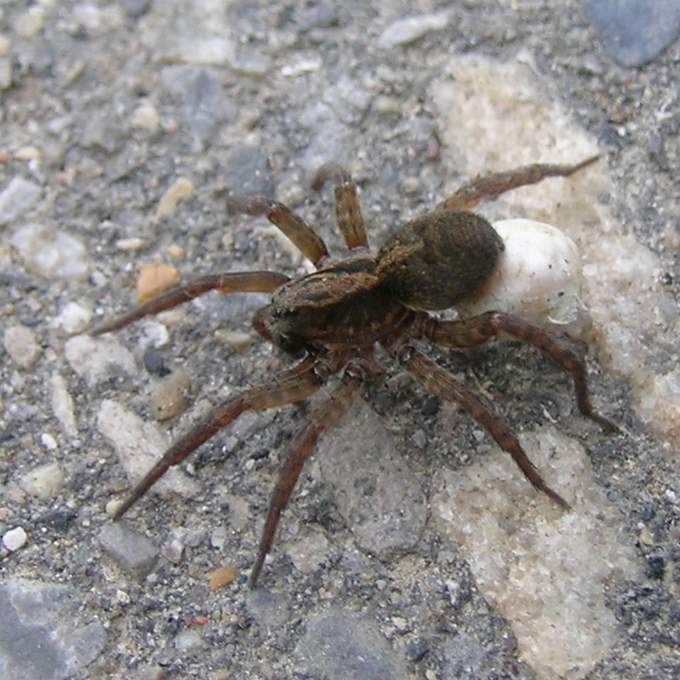 Wolf spider carrying egg sac
