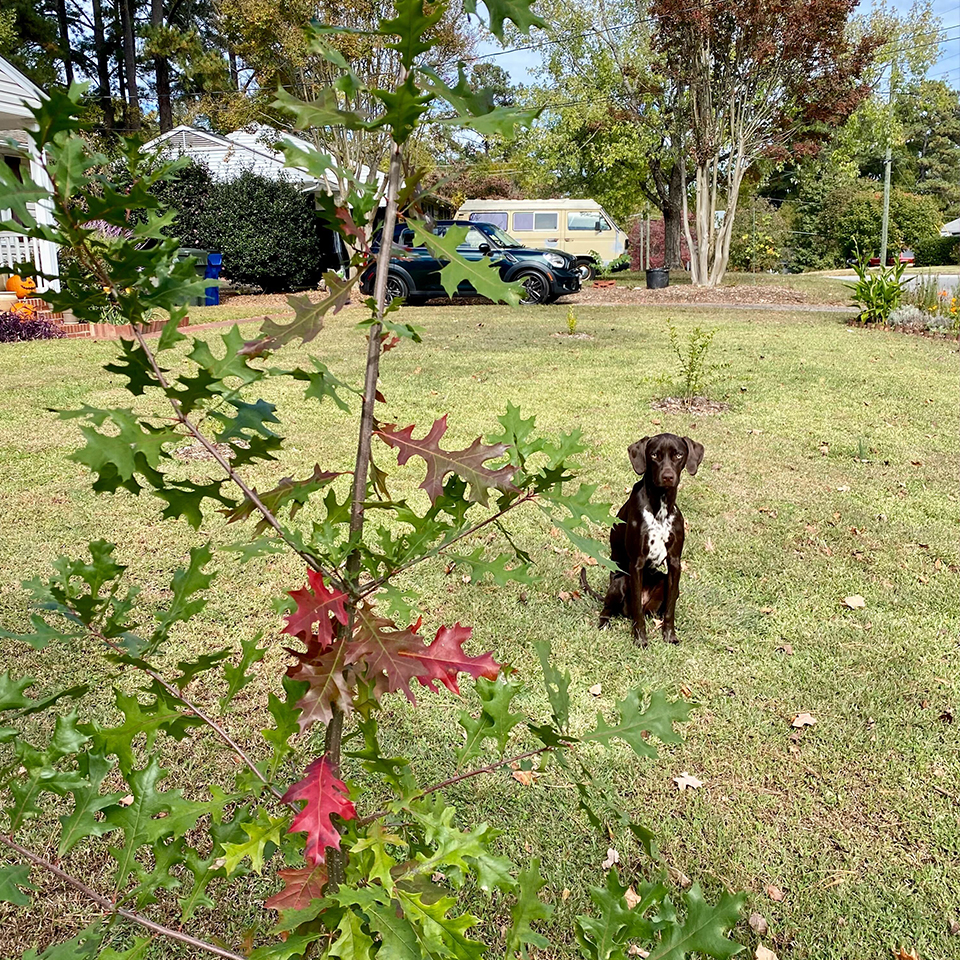 Restoration days are better with four-legged helpers.