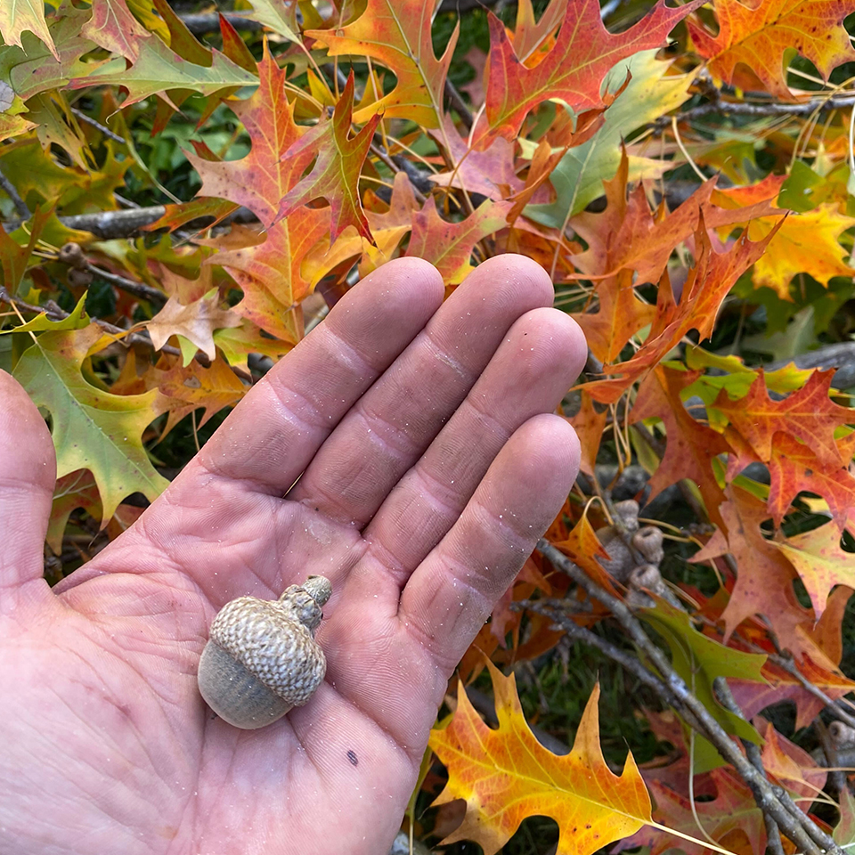 Seasonal change is written in the smallest things, if you stop to notice.