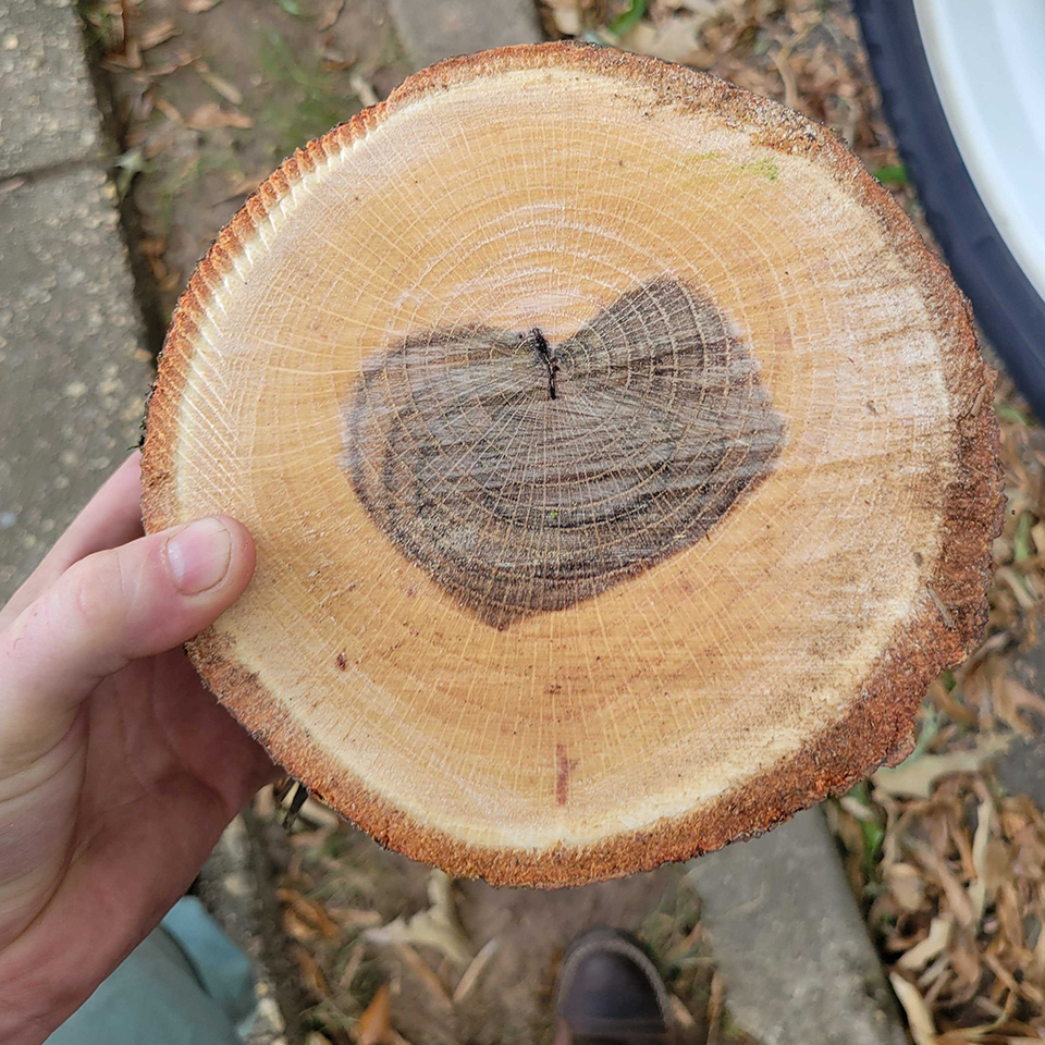 Sometimes the forest leaves you a note.