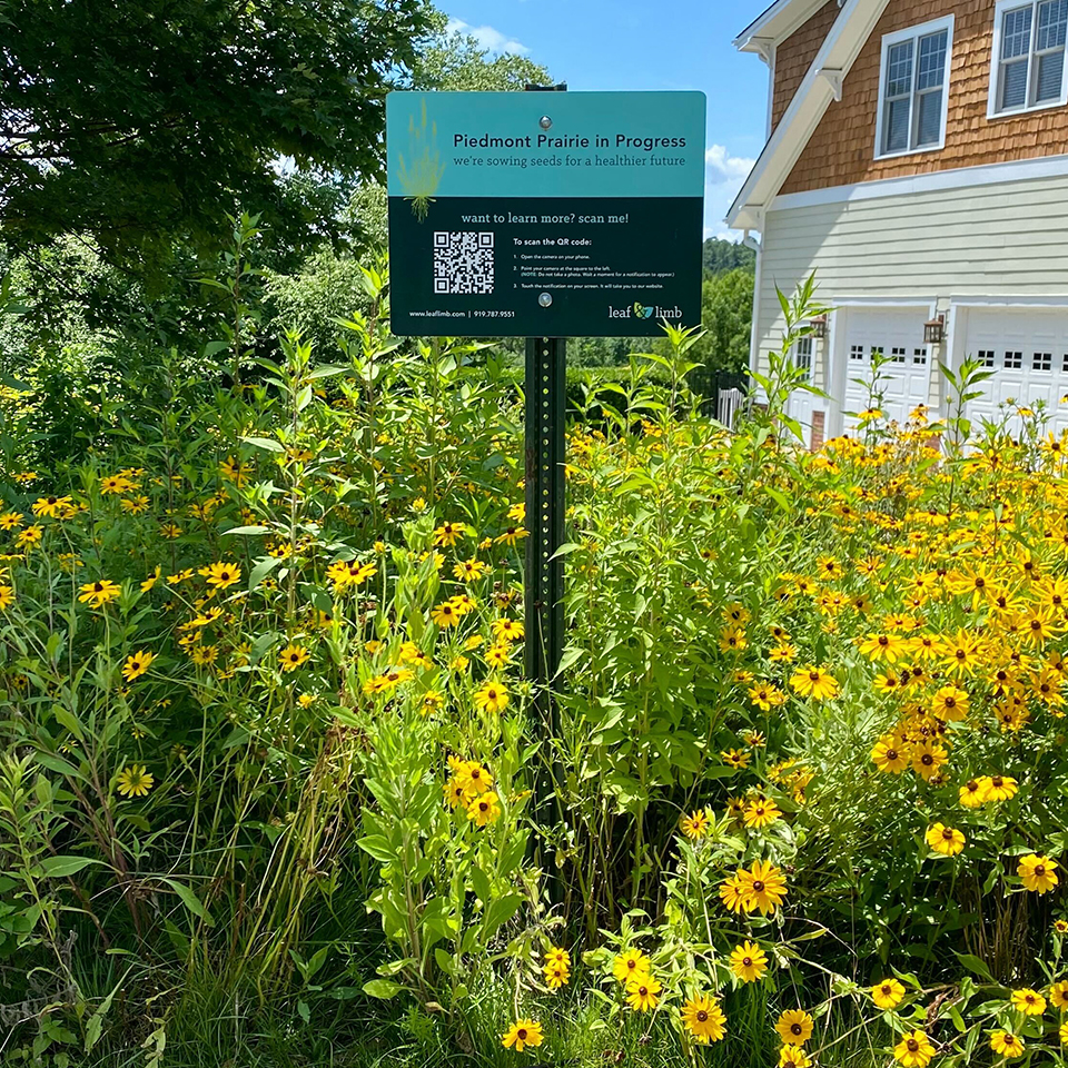 A sign of progress isn’t always neat or finished. Sometimes it’s a meadow still finding its shape, already doing the work it was meant to do.