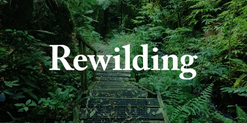 Rewilding Magazine